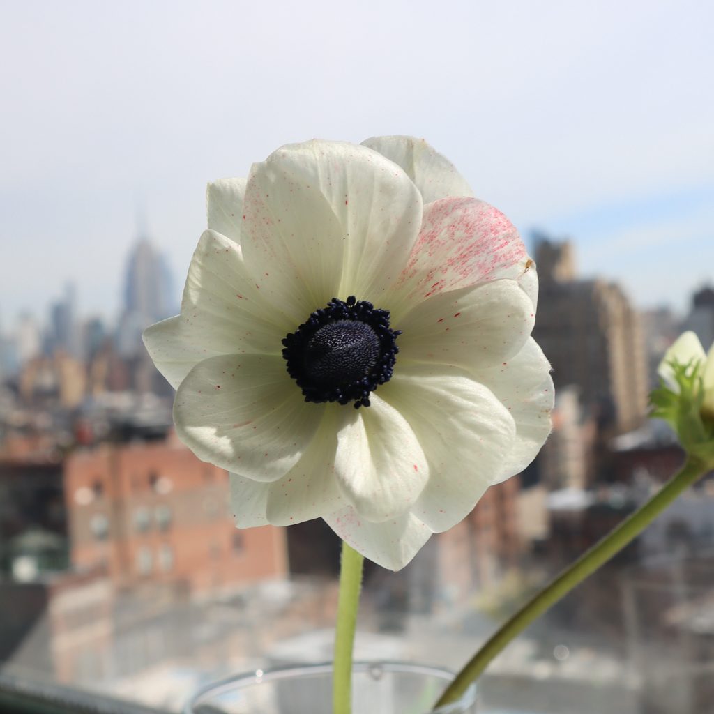 White anemone with ink-dark center against the New York City skyline